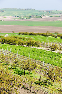 포토 JPG 해외이미지 나무 식물 외관 유럽 밭 농업 자연 풍경 사람없음 야외 봄 시골 과수원 포도밭 체코 동유럽 내추럴 밭일 모라비아 해외202004 해외포토 계절 나라 산업 생태계 파일형식 이미지허브