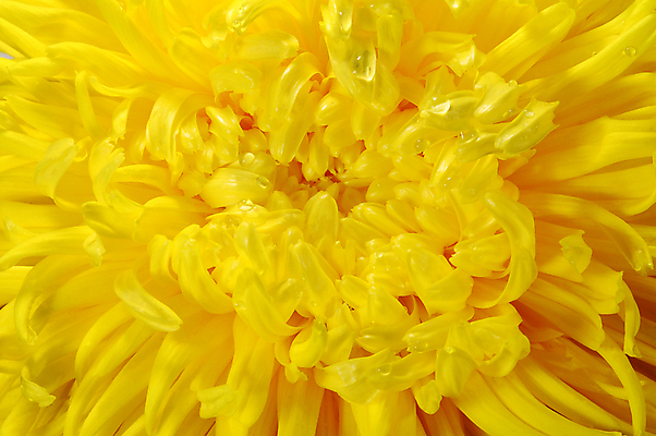 포토 JPG 해외이미지 식물 꽃잎 꽃 길 꽃다발 꽃무늬 오렌지 자연 엄마 국화 선물 사람없음 햇빛 태양 노란색 정원 맑음 봄 기쁨 벚꽃 축하 우아함 떨어짐 자르기 꽃집 오브젝트 향기 냄새 구성 꽃수술 이국적 취급주의 평야 해외202004 해외포토 자연요소 계절 감정 컬러 컨셉 무늬 과일 가족 모션 날씨 경고 상점 생태계 파일형식 이미지허브