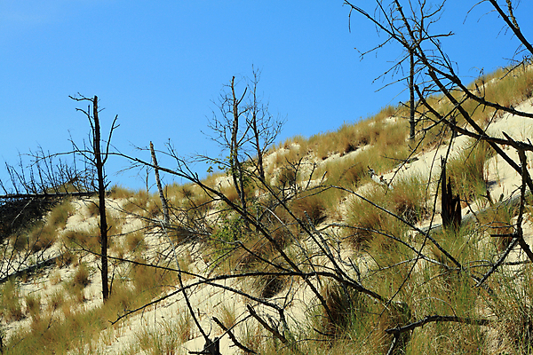 포토 JPG 해외이미지 나무 식물 모래 여행 자연 하늘 날씨 휴가 건조 따뜻함 풍경 경사 사람없음 야외 세로 여름 파란색 모래사장 글로벌 태양 노란색 환경 사막 죽음 뜨거움 모래언덕 언덕 광택 가뭄 폴란드 재앙 파라다이스 현상 해외202004 해외포토 자연요소 계절 유럽 바다 컬러 생태계 파일형식 이미지허브