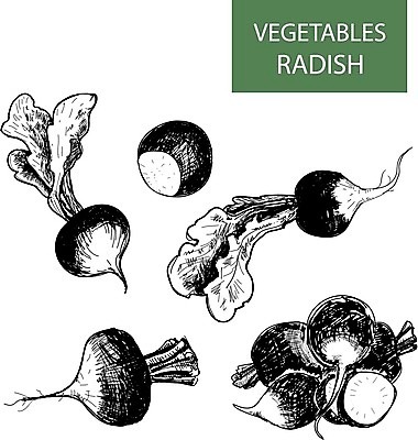 EPS 해외이미지 식물 선 음식 채소 일러스트 재료 자연 건강 요리 씨앗 세트 식당 정원 검은색 저녁식사 수확 골동품 그룹 수집 메뉴 그림 유기농 원예 복고 뿌리 칼로리 판화 내추럴 고립 총각무 해외202004 해외일러스트 웰빙 컬러 농업 미술 취미 상점 식사 무 생태계 파일형식 벡터 이미지허브