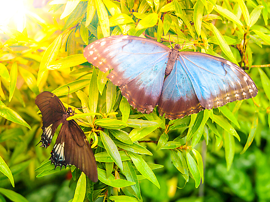 포토 JPG 해외이미지 식물 동물 꽃 야생동물 나비 곤충 백그라운드 잎 날개 자연 멕시코 미술 사람없음 초록색 여름 파란색 빛 정원 검은색 미국 봄 활발 오픈 벌레 숲 작음 묘사 남쪽 해외202004 해외포토 계절 컬러 컨셉 북아메리카 문화예술 크기 방향 생태계 파일형식 이미지허브