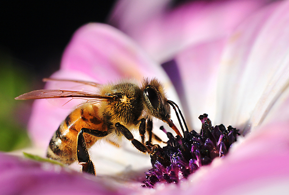 포토 JPG 해외이미지 식물 계절 꽃잎 꽃 분홍색 곤충 자연 노동자 사람없음 노란색 정원 봄 벚꽃 작업 꿀벌 수집 제비꽃 꽃가루 꿀 해외202004 해외포토 동물 직업 컬러 벌_곤충 가루 생태계 파일형식 이미지허브
