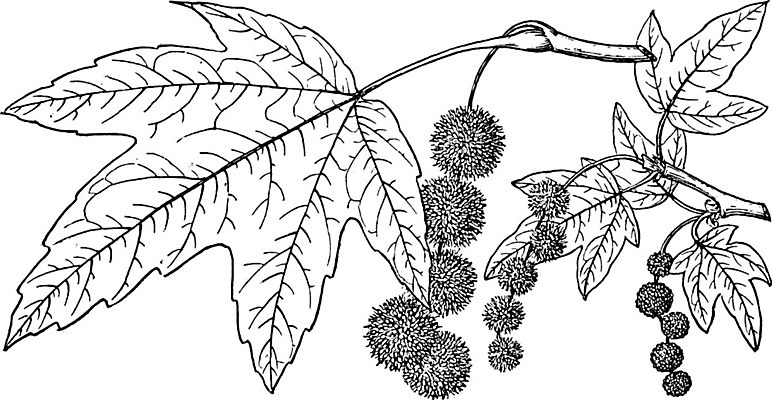 EPS 해외이미지 나무 선 잎 과일 일러스트 미술 검은색 수확 흰색 나뭇가지 그림 판화 플라타너스 해외202004 해외일러스트 식물 컬러 농업 문화예술 파일형식 벡터 이미지허브