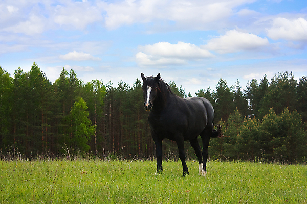 포토 JPG 해외이미지 동물 구름 1 전통 꽃 밭 농업 자연 풍경 사람없음 야외 가로 초록색 여름 파란색 햇빛 농장 검은색 목장 시골 보호 방목 땅 먹기 가득함 장면 갈기 길이 수평선 해외202004 해외포토 자연요소 식물 계절 산업 컬러 컨셉 모션 태양 축산업 생태계 파일형식 이미지허브