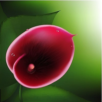 EPS 해외이미지 식물 계절 꽃잎 꽃 줄기 분홍색 꽃다발 백그라운드 잎 꽃무늬 일러스트 자연 추상 미술 초록색 머리 정원 보라색 벚꽃 물방울 개화 우아함 닫기 백합 꽃집 묘사 오브젝트 원예 내추럴 고립 깔대기 원예사 칼라꽃 해외202004 해외일러스트 직업 컬러 컨셉 무늬 모션 문화예술 취미 신체부위 상점 생태계 파일형식 벡터 이미지허브