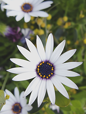 포토 JPG 해외이미지 꽃 행복 자연 부활절 사람없음 야외 여름 맑음 봄 닫기 해외202004 해외포토 식물 계절 기념일 감정 모션 날씨 생태계 파일형식 이미지허브