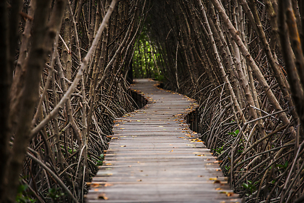 포토 JPG 해외이미지 나무 식물 공원 도로 길 선 줄기 잎 곡선 자국 자연 거리 사람없음 야외 목재 농장 갈색 환경 정원 어둠 산책 나뭇가지 숲 열대우림 통로 뿌리 미로 루트 방법 선로 해외202004 해외포토 공공시설 컬러 농업 재료 교통시설 휴식 생태계 파일형식 이미지허브