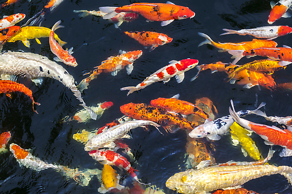 포토 JPG 해외이미지 동물 호수 물결 백그라운드 오렌지 자연 표면 휴식 저울 어류 동양인 취미 사람없음 야외 장식 빨간색 물 반려동물 컬러풀 반사 노란색 평화 정원 일본 수영 중국 침묵 연못 행운 재산 황금 금붕어 잉어 해외202004 해외포토 자연요소 아시아 컬러 컨셉 과일 인종 금융 수중동물 소리 수상스포츠 생태계 파일형식 이미지허브