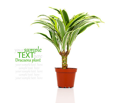 포토 JPG 해외이미지 식물 꽃잎 꽃 화분 화초 백그라운드 잎 아프리카 자연 사람없음 장식 초록색 평화 봄 성장 신선 화려 황금 꽃집 오브젝트 원예 심기 해외202004 해외포토 계절 나라 컬러 컨셉 모션 취미 상점 생태계 파일형식 이미지허브