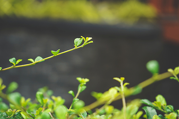 포토 JPG 해외이미지 식물 동물 계절 공원 꽃 음식 잎 꽃무늬 채소 건축양식 포유류 자연 이끼 사람없음 건물 물 여름 울타리 새싹 정원 꽃병 들꽃 나뭇가지 항아리 데이지 아스파라거스 포도나무 잉꼬 제라늄 해외202004 해외포토 자연요소 나무 건축물 공공시설 건축 무늬 담장 도자기 과일나무 생태계 파일형식 이미지허브