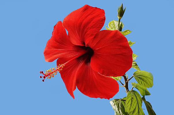 포토 JPG 해외이미지 주간 잎 자연 하늘 사람없음 야외 빨간색 나뭇가지 히비스커스 해외202004 해외포토 자연요소 나무 식물 꽃 컬러 생태계 파일형식 이미지허브