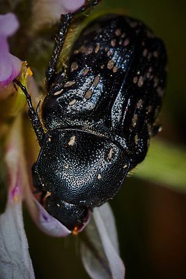 포토 JPG 해외이미지 식물 동물 꽃 야생동물 곤충 백그라운드 자연 종류 사람없음 초록색 금속 정원 검은색 벚꽃 껍질 흰색 점 벌레 제비꽃 딱정벌레 생물학 내추럴 고립 흥미 해외202004 해외포토 교육 컬러 컨셉 재질 생태계 파일형식 이미지허브