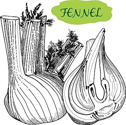 EPS 해외이미지 식물 디자인 꽃 실루엣 음식 백그라운드 잎 채소 일러스트 재료 자연 건강 요리 미술 씨앗 그래픽 초록색 정원 수확 나뭇가지 신선 맛 낙서 스케치 다발 수집 허브 향신료 오브젝트 메뉴 그림 유기농 복고 날것 피클 아로마 레시피 판화 내추럴 고립 딜 채식주의자 회향 해외202004 해외일러스트 나무 웰빙 컬러 컨셉 농업 문화예술 촬영기법 생태계 채식 절임 향미료 파일형식 벡터 이미지허브