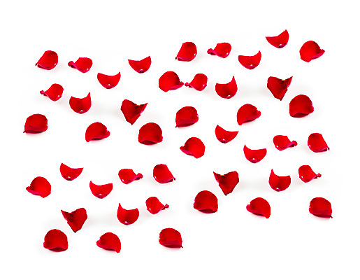 포토 JPG 해외이미지 식물 디자인 기념일 꽃잎 꽃 결혼 백그라운드 잎 꽃무늬 패턴 데이트 부분 자연 프레임 기술 발렌타인데이 선물 사랑 이벤트 사람없음 빨간색 장미 흰색 축하 신선 그룹 변화 고급 우아함 닫기 큼 폭발 오브젝트 싱글 S 고립 구성 해외202004 해외포토 알파벳 감정 컬러 컨셉 무늬 모션 데이이벤트 크기 생태계 파일형식 이미지허브