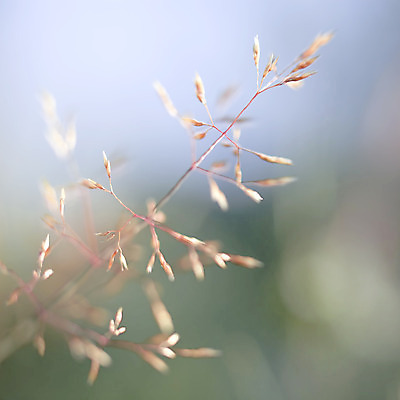포토 JPG 해외이미지 식물 계절 백그라운드 잎 밭 자연 추상 노르웨이 풍경 잔디 사람없음 야외 빨간색 초록색 여름 햇빛 태양 노란색 평화 환경 정원 화목 침묵 봄 활발 성장 신선 소프트포커스 순수 생물학 밀짚 내추럴 광합성 생태학 해외202004 해외포토 자연요소 교육 유럽 컬러 컨셉 무늬 농업 촬영기법 소리 짚 생태계 파일형식 이미지허브