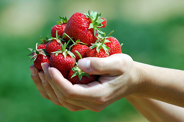 포토 JPG 해외이미지 식물 라이프스타일 계절 열매 음식 잎 농업 채소 과일 재료 자연 딸기 건강 관리 선물 씨앗 사람 사람없음 빨간색 초록색 농작물 태양 농장 정원 식사 수확 성장 신선 잡기 그룹 달콤 아침식사 농부 수집 먹기 주기 상쾌 유기농 원예 팔 숙성 해외202004 해외포토 자연요소 직업 웰빙 감정 산업 컬러 모션 취미 생활 신체부위 맛 생태계 파일형식 이미지허브