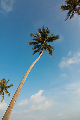 포토 JPG 해외이미지 나무 식물 구름 아시아 로우앵글 여행 백그라운드 잎 자연 하늘 휴가 휴식 따뜻함 손바닥 동양인 풍경 사람없음 야외 초록색 여름 파란색 평화 맑음 뜨거움 코코넛 내추럴 이국적 해외202004 해외포토 자연요소 손 계절 나라 뷰포인트 컬러 컨셉 과일 날씨 인종 생태계 파일형식 이미지허브