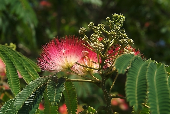 포토 JPG 해외이미지 식물 1 꽃잎 꽃 분홍색 2 모션 자연 검은배경 새로움 건조 실내 사람없음 빨간색 정원 검은색 펼침 성장 벚꽃 흰색 죽음 개화 닫기 순환 고립 꽃수술 이국적 해외202004 해외포토 컬러 백그라운드 컨셉 내부 생태계 파일형식 이미지허브