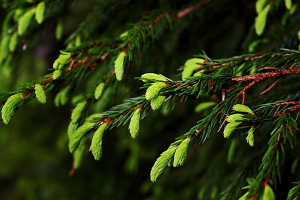 포토 JPG 해외이미지 나무 식물 계절 자연 새로움 사람없음 초록색 새싹 환경 정원 봄 성장 나뭇가지 신선 숲 작음 묘사 내추럴 가문비나무 해외202004 해외포토 컬러 컨셉 크기 생태계 파일형식 이미지허브