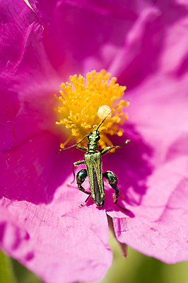 포토 JPG 해외이미지 동물 유럽 분홍색 곤충 잎 오렌지 자연 사람없음 빨간색 초록색 노란색 칼날 벌레 묘사 해외202004 해외포토 식물 나라 컬러 과일 생태계 파일형식 이미지허브