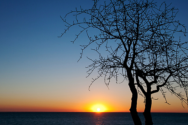 포토 JPG 해외이미지 나무 실루엣 바다 백그라운드 오렌지 일러스트 자연 하늘 휴식 풍경 사람없음 파란색 햇빛 태양 노란색 검은색 침묵 황혼 일몰 나뭇가지 장면 석호 수목 옛날 수평선 해외202004 해외포토 자연요소 식물 컬러 컨셉 과일 촬영기법 노을 소리 생태계 파일형식 이미지허브