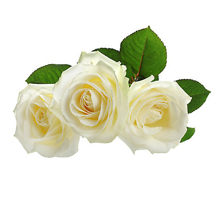 포토 JPG 해외이미지 꽃잎 꽃 꽃다발 잎 텍스트 발렌타인데이 사랑 사람없음 장미 흰색 꽃봉오리 초대 해외202004 해외포토 식물 감정 컬러 데이이벤트 파일형식 이미지허브