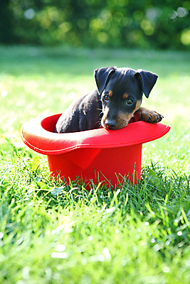 포토 JPG 해외이미지 동물 응시 여자 남자 포유류 자연 친절 실내 사람없음 빨간색 초록색 반려동물 봄 활발 미니어처 관찰 개 강아지 작음 만족 노려봄 송곳니 기르기 미니 유래 해외202004 해외포토 시선 계절 감정 컬러 컨셉 모션 표정 사람 내부 모형 치아 크기 생태계 돌봄 파일형식 이미지허브