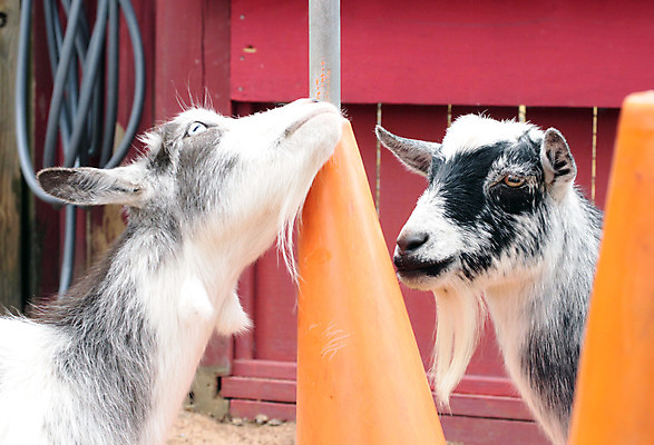 포토 JPG 해외이미지 동물 척추동물 응시 남자 음식 농업 포유류 자연 염소 주택 뿔 육류 사람없음 야외 농장 갈색 머리 가축 우유 나뭇가지 시골 땅 먹기 피부 코 생물학 귀 장면 리빙 밭일 해외202004 해외포토 나무 시선 교육 산업 컬러 식재료 모션 유제품 사람 건물 신체부위 생태계 파일형식 이미지허브