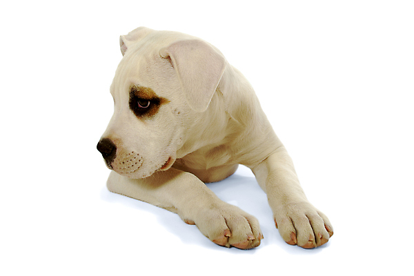 포토 JPG 해외이미지 동물 응시 백그라운드 포유류 휴식 사람없음 반려동물 갈색 힘 흰색 주름 개 달콤 강아지 작음 크림 불독 노려봄 송곳니 거짓말 경보 고립 기르기 유래 해외202004 해외포토 시선 컬러 컨셉 표정 맛 치아 크기 돌봄 파일형식 이미지허브