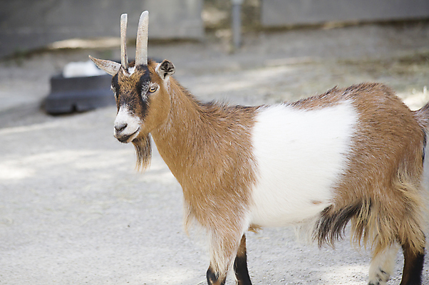 포토 JPG 해외이미지 동물 척추동물 행복 백그라운드 밭 농업 포유류 자연 염소 뿔 건강 서기 풍경 사람없음 야외 여름 반려동물 농장 농경지 갈색 가축 다양 가을 흰색 시골 유머 땅 즐거움 호기심 코 노려봄 찰과상 목가 해외202004 해외포토 계절 감정 산업 컬러 다수 컨셉 모션 표정 신체부위 상처 생태계 파일형식 이미지허브