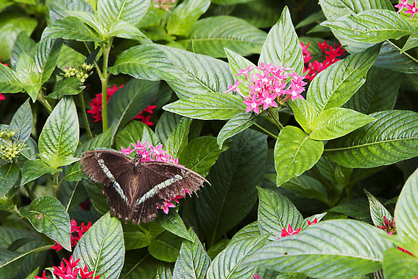 포토 JPG 해외이미지 꽃 곤충 날개 사람없음 갈색 줄무늬 수유 해외202004 해외포토 식물 동물 컬러 무늬 파일형식 이미지허브