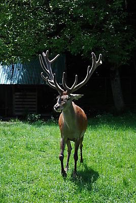 포토 JPG 해외이미지 백인 남자 사슴 산 뿔 사람없음 초록색 갈색 일본 해외202004 해외포토 서양인 아시아 컬러 포유류 사람 파일형식 이미지허브