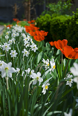 포토 JPG 해외이미지 식물 꽃잎 꽃 분홍색 꽃다발 잎 꽃무늬 자연 사람없음 빨간색 초록색 여름 빛 햇빛 태양 정원 맑음 봄 튤립 벚꽃 신선 개화 닫기 다발 묘사 원예 내추럴 해외202004 해외포토 자연요소 계절 컬러 무늬 모션 날씨 취미 생태계 파일형식 이미지허브