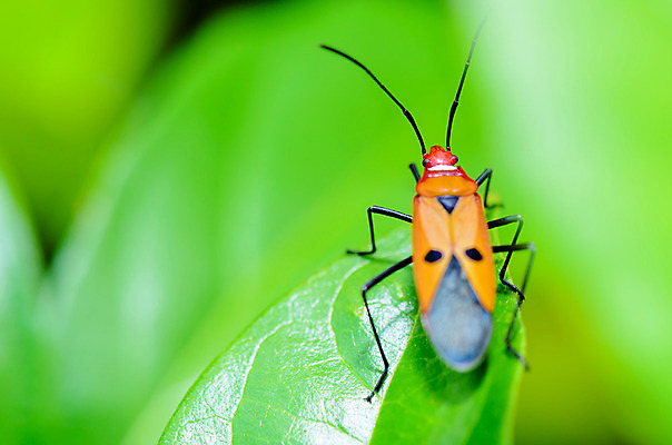 포토 JPG 해외이미지 동물 1 남자 야생동물 곤충 잎 절지류 오렌지 태국 자연 사람없음 빨간색 초록색 여름 컬러풀 노란색 검은색 활발 점 닫기 해충 벌레 작음 묘사 싱글 내추럴 강렬 동물상 해외202004 해외포토 식물 계절 아시아 컬러 컨셉 과일 모션 사람 조형물 크기 생태계 파일형식 이미지허브