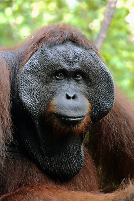 포토 JPG 해외이미지 동물 남자 감정 아시아 얼굴 야생동물 포유류 자연 종류 성인 사람없음 가로 갈색 숲 열대우림 인도네시아 유인원 말레이시아 배려 인구 지능 힘찬 해외202004 해외포토 나라 컬러 컨셉 사람 신체부위 생태계 파일형식 이미지허브