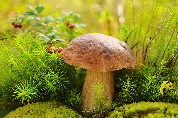 포토 JPG 해외이미지 식물 열매 잎 자연 이끼 사람없음 빨간색 초록색 갈색 버섯 숲 유기농 날것 식용 해외202004 해외포토 웰빙 컬러 생태계 파일형식 이미지허브