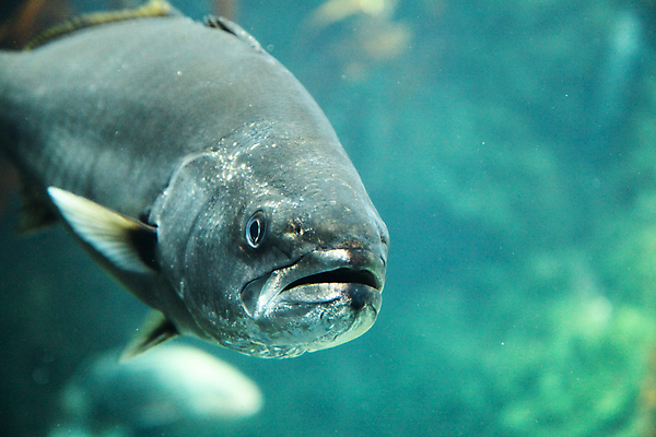 포토 JPG 해외이미지 어류 사람없음 수중 수족관 해외202004 해외포토 수중동물 파일형식 이미지허브