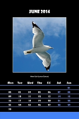 포토 JPG 해외이미지 동물 구름 템플릿 디자인 영어 야생동물 백그라운드 날개 일러스트 비즈니스 자연 갈매기 조류 하늘 추상 새로움 사람없음 그래픽 사무실 숫자 다이어리 검은색 달력 흰색 시간 일주일 날짜 계획 6월 연도 2014년 일요일 월 기본 엘리먼트 월요일 해외202004 해외포토 자연요소 문자 컬러 컨셉 무늬 사무용품 생태계 요일 파일형식 이미지허브