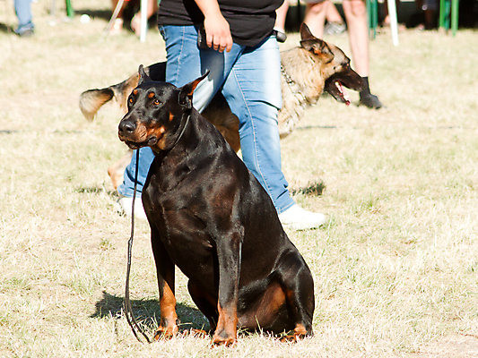 포토 JPG 해외이미지 동물 응시 공원 행복 운동화 포유류 가족 자연 털 앉기 사람없음 야외 반려동물 그룹 개 팩 잡종 복종 심각 포메라니안 해외202004 해외포토 시선 공공시설 감정 신발 컨셉 관계 모션 화장품 생태계 파일형식 이미지허브