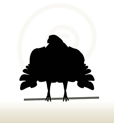 EPS 해외이미지 클립아트 동물 실루엣 야생동물 일러스트 자연 조류 검은색 심볼 독수리 참새 미국문화 애국심 착륙 해외202004 해외일러스트 컬러 촬영기법 생태계 서양문화 파일형식 벡터 이미지허브