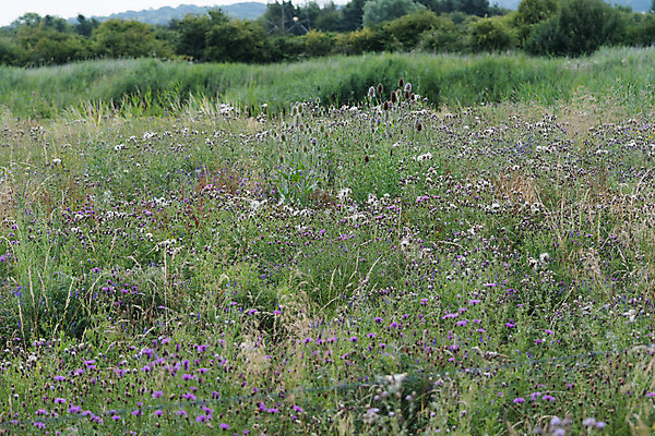 포토 JPG 해외이미지 식물 곤충 밭 자연 사람없음 시골 원예 해외202004 해외포토 동물 농업 취미 생태계 파일형식 이미지허브