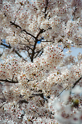 포토 JPG 해외이미지 나무 식물 계절 꽃 분홍색 잎 꽃무늬 자연 사람없음 정원 봄 벚꽃 흰색 나뭇가지 개화 과수원 부드러움 해외202004 해외포토 컬러 무늬 농업 감각 생태계 파일형식 이미지허브