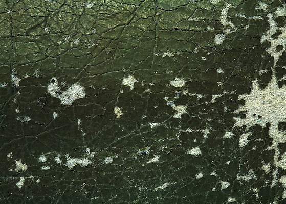 포토 JPG 해외이미지 사람없음 가로 가시 닫기 가죽 묘사 고민 질감 복고 그런지 중고 카피스페이스 디테일 해외202004 해외포토 감정 모션 공백 파일형식 이미지허브