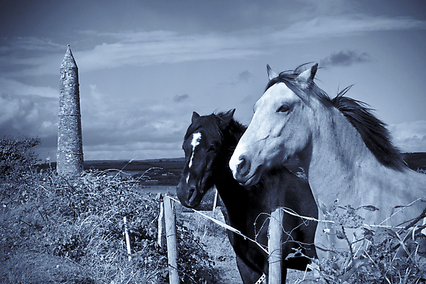 포토 JPG 해외이미지 나무 동물 구름 벽 스포츠 2 밭 하늘 풍경 사람없음 야외 초록색 여름 파란색 울타리 농장 머리 탑 검은색 화목 봄 회색 흰색 시골 쌍 원형 역사 암초 갈기 아일랜드 비네팅 망아지 해외202004 해외포토 자연요소 도형 식물 건축물 계절 유럽 새끼 컬러 컨셉 농업 촬영기법 신체부위 담장 말_동물 파일형식 이미지허브