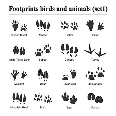 EPS 해외이미지 모양 동물 실루엣 야생동물 백그라운드 일러스트 포유류 자국 자연 조류 사슴 어업 그래픽 반려동물 세트 검은색 흰색 인쇄 발자국 수집 심볼 사인 윤곽 칠면조 고립 비버 선로 양발 자취 해외202004 해외일러스트 산업 컬러 촬영기법 생태계 파일형식 벡터 이미지허브