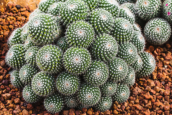 포토 JPG 해외이미지 식물 백그라운드 자연 선인장 건조 통 사람없음 초록색 정원 사막 성장 흰색 뜨거움 닫기 작음 원예 날카로움 많음 해외202004 해외포토 컬러 컨셉 모션 취미 크기 생태계 파일형식 이미지허브