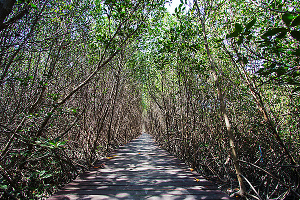 포토 JPG 해외이미지 나무 식물 잎 태국 자연 하늘 풍경 사람없음 숲 그늘 오솔길 방법 자취 해외202004 해외포토 아시아 길 생태계 파일형식 이미지허브
