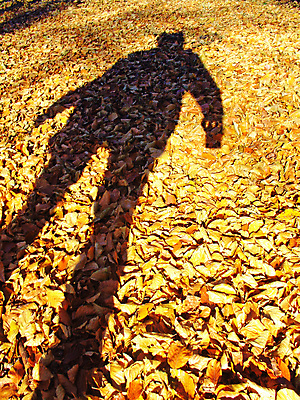 포토 JPG 해외이미지 나무 식물 계절 공원 백그라운드 단풍 잎 패턴 오렌지 자연 바닥 그림자 사람 사람없음 야외 목재 빨간색 컬러풀 갈색 노란색 덮개 가을 물방울 원형 변화 숲 아래 그림 질감 장면 해외202004 해외포토 도형 공공시설 컬러 컨셉 무늬 과일 재료 뚜껑 방향 생태계 위치 파일형식 이미지허브