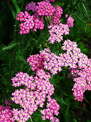 포토 JPG 해외이미지 식물 꽃잎 꽃 분홍색 백그라운드 잎 자연 사람없음 초록색 정원 봄 신선 개화 닫기 묘사 원예 데이지 냄새 꿀 고립 해외202004 해외포토 계절 컬러 모션 취미 생태계 파일형식 이미지허브