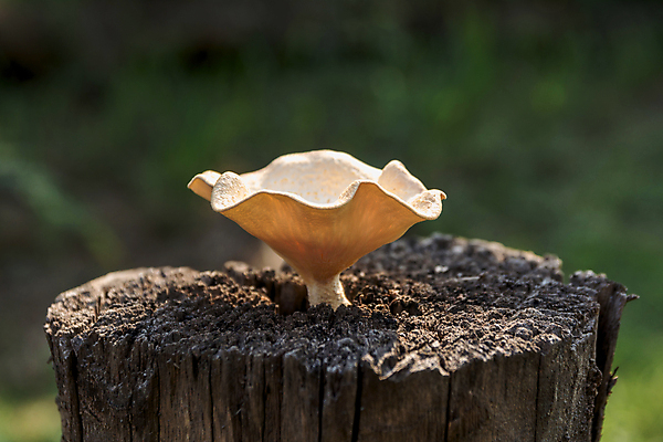 포토 JPG 해외이미지 나무 식물 동물 야생동물 음식 백그라운드 잎 다이어트 채소 재료 자연 건강 사람없음 야외 목재 초록색 갈색 바구니 새싹 환경 버섯 봄 성장 가을 신선 맛 숲 작음 먹기 유기농 날것 내추럴 그물버섯 모종 채식주의자 해외202004 해외포토 웰빙 계절 컬러 컨셉 모션 크기 생태계 채식 파일형식 이미지허브